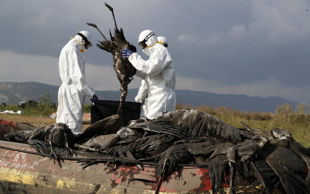 עובדי משרד החלאות מפנים גופות של עגורים נגועים בשפעת העופות באגמון החולה, 2 בינואר 2022 (צילום: AP Photo/Ariel Schalit)