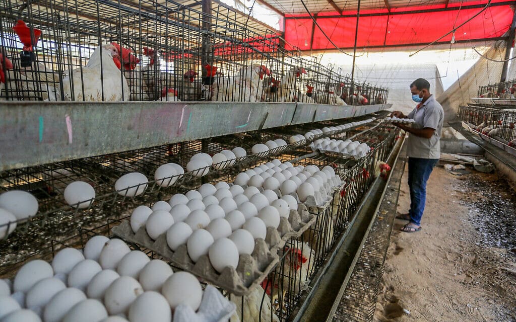 תרנגולות בכלוב סוללה ישן (צילום: Abed Rahim Khatib/Flash90)