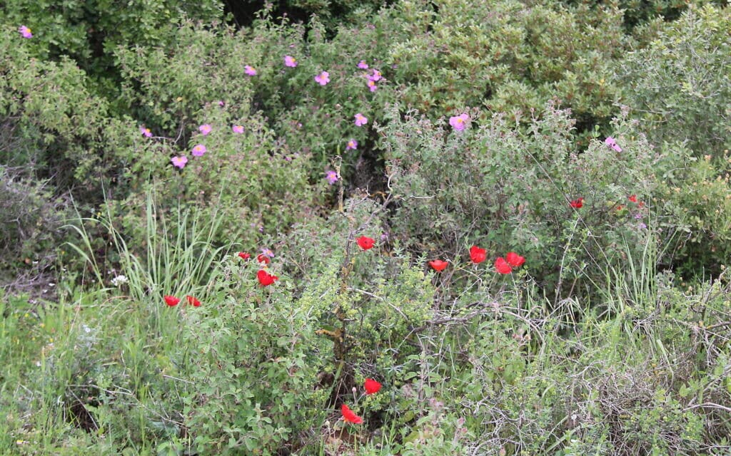 פרחי בר בפריחתם לאורך שביל היער בנווה אילן (צילום: שמואל בר־עם)