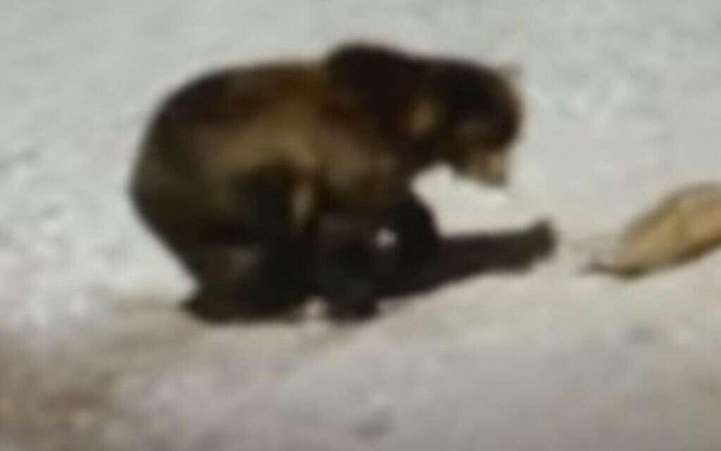 דוב גריזלי תוקף גירית דבש, צילום מסך מסרטון של TheWildChannel