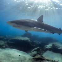 כריש במי חדרה (צילום: בר שטרנבך)