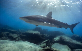 כריש במי חדרה (צילום: בר שטרנבך)