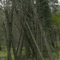 "יערות שיכורים" באלסקה, צילום מסך מכתבה של VICE News