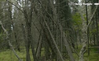 "יערות שיכורים" באלסקה, צילום מסך מכתבה של VICE News