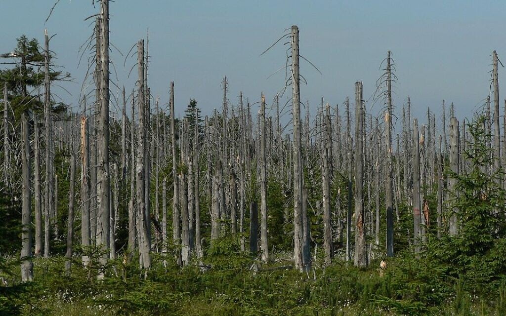 יער שנפגע מגשם חומצי ב"משולש השחור" באירופה (צילום: Lovecz / ויקיפדיה)