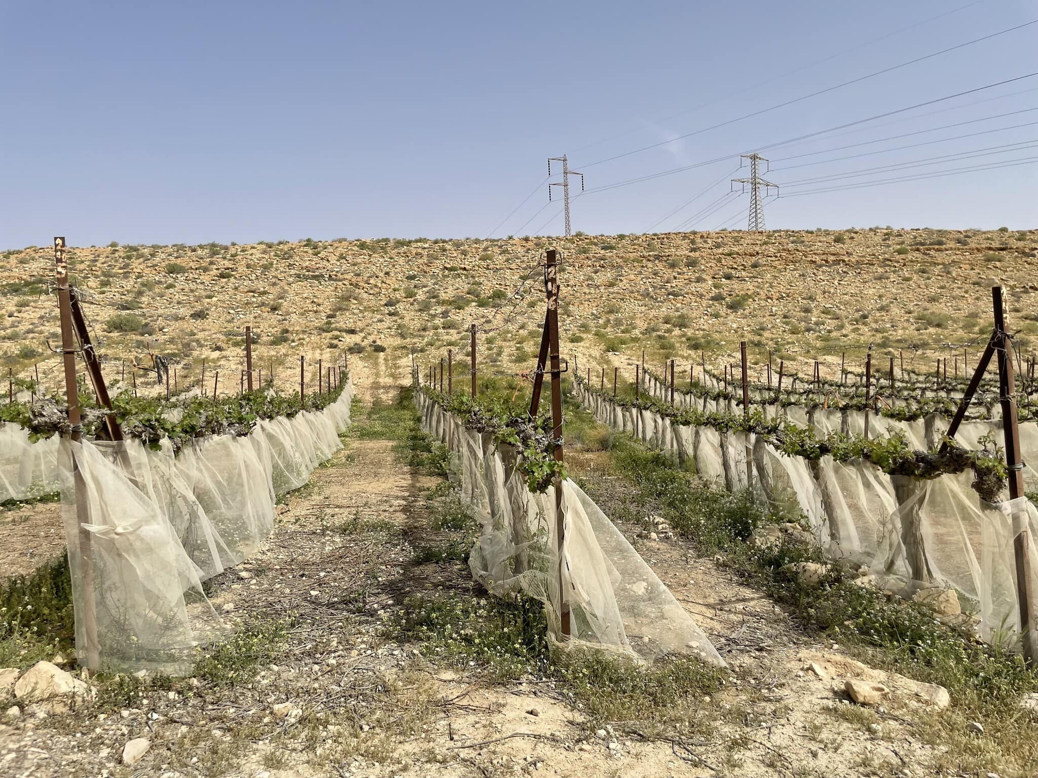 הגפנים של יקב כרמי עבדה גדלים באזור שבו נטען שאי אפשר לגדל ענבים (צילום: ג&#039;סיקה שטיינברג)