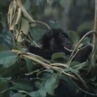 פלינט, השימפנזה שמת משברון לב שלושה שבועות אחרי מות אמו, צילום מסך מהסרט Chimps of Gombe