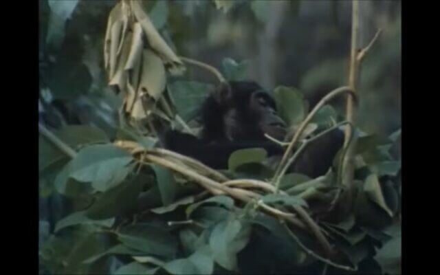 פלינט, השימפנזה שמת משברון לב שלושה שבועות אחרי מות אמו, צילום מסך מהסרט Chimps of Gombe