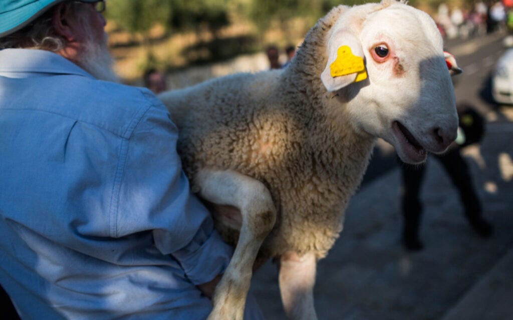 כבש נישא לטקס &quot;תרגול קורבן פסח&quot; בבית אורות במזרח ירושלים, 18 באפריל 2016 (צילום: הדס פרוש/ פלאש 90)