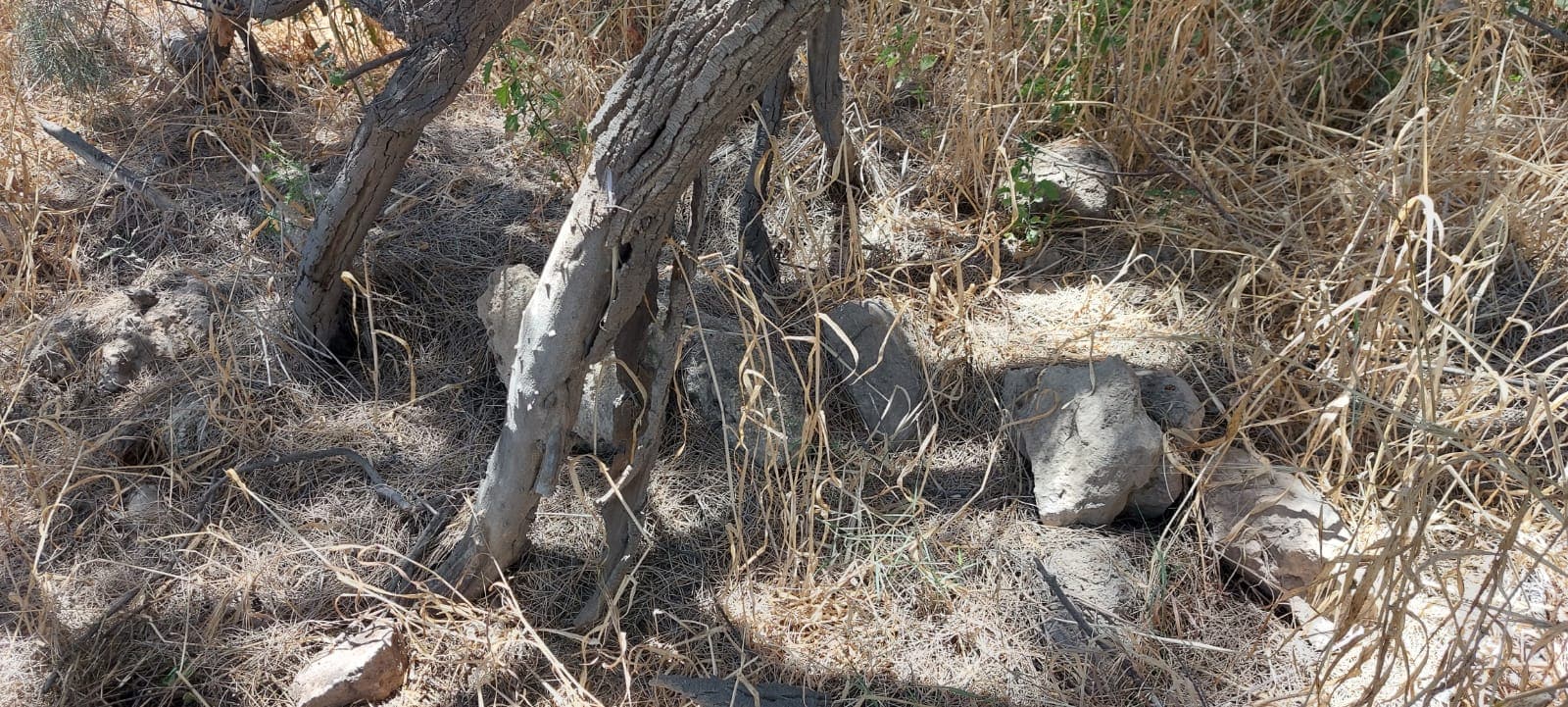 אבנים שעשויים להצביע על באר למרגלות עץ אשל, ליד תל-רוחמה. יוני 2022 (צילום: גן ארז)