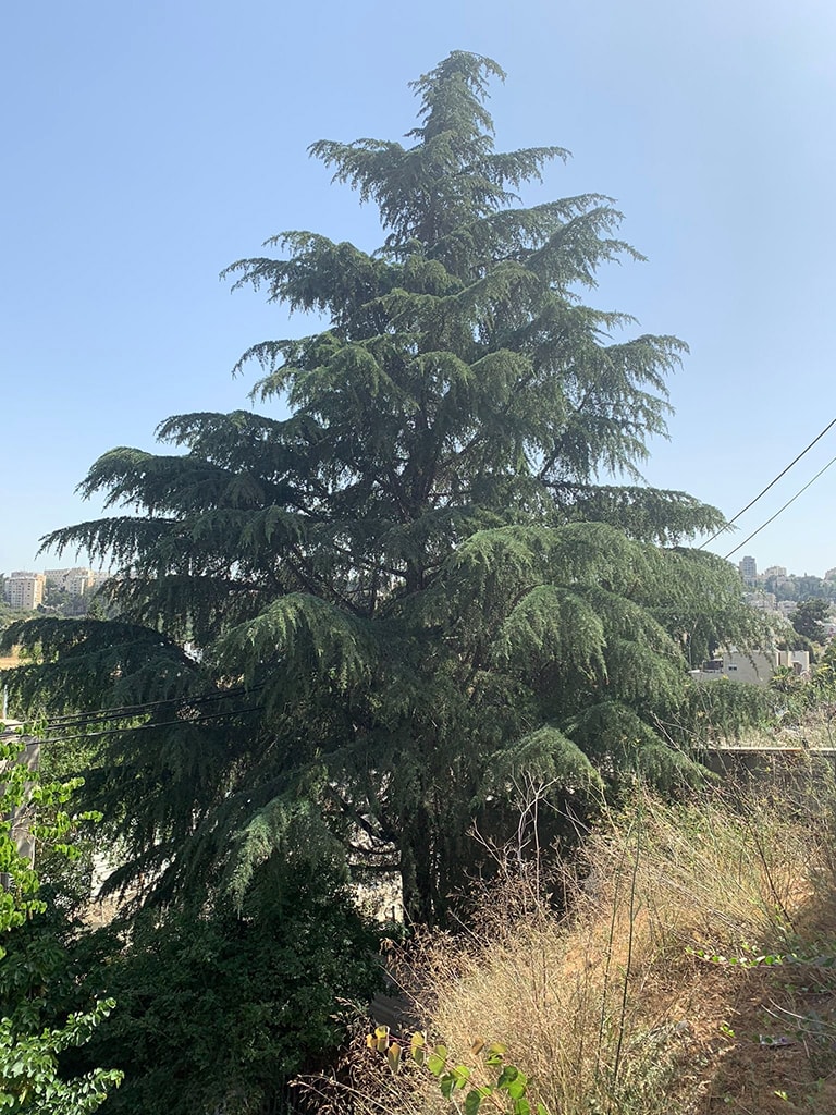 עץ הארז הגבוה בשכונת הקטמונים בירושלים