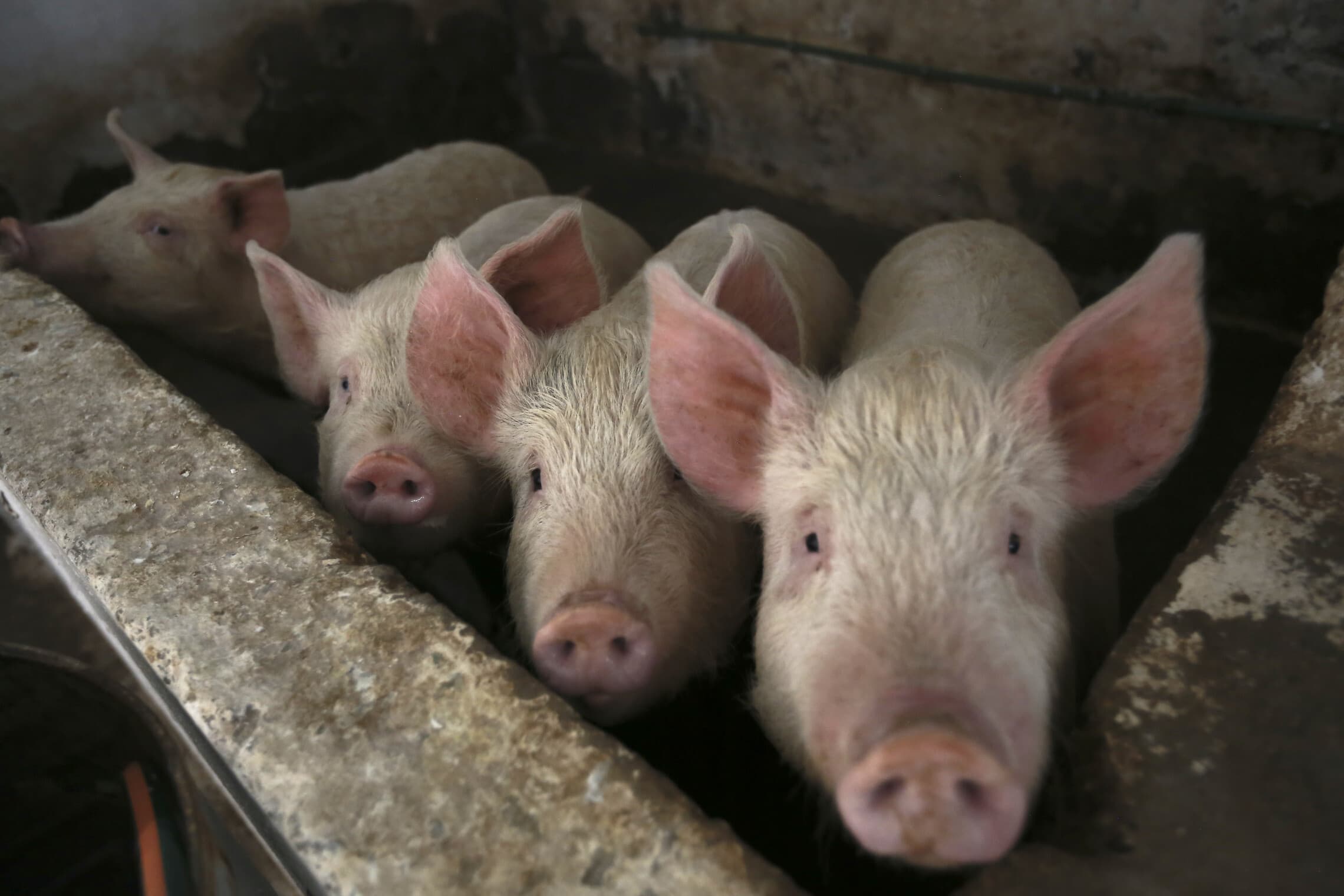 חזירים &#8211; בעלי החיים הקרובים ביותר ביולוגית לבני אדם. אילוסטרציה (צילום: AP Photo/Christian Chavez)