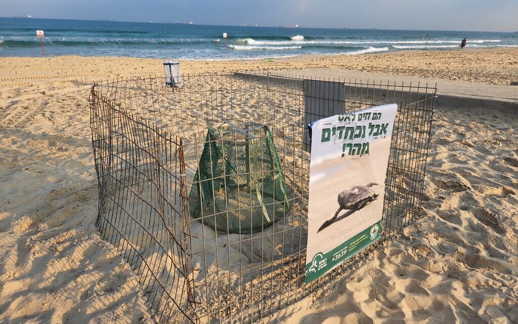 קן הטלה של צבים בחוף אורנים באשדוד, אוגוסט 2022 (צילום: דבי עברי, רשות הטבע והגנים)