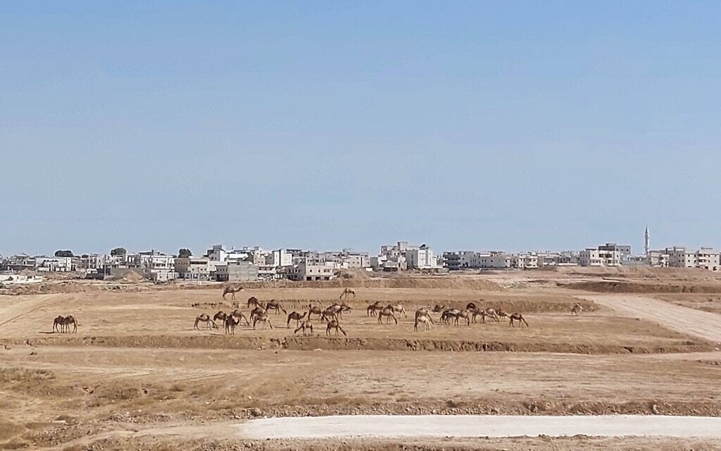גמלים ליד רהט (צילום: עומר שרביט) גמלים ליד רהט (צילום: עומר שרביט)