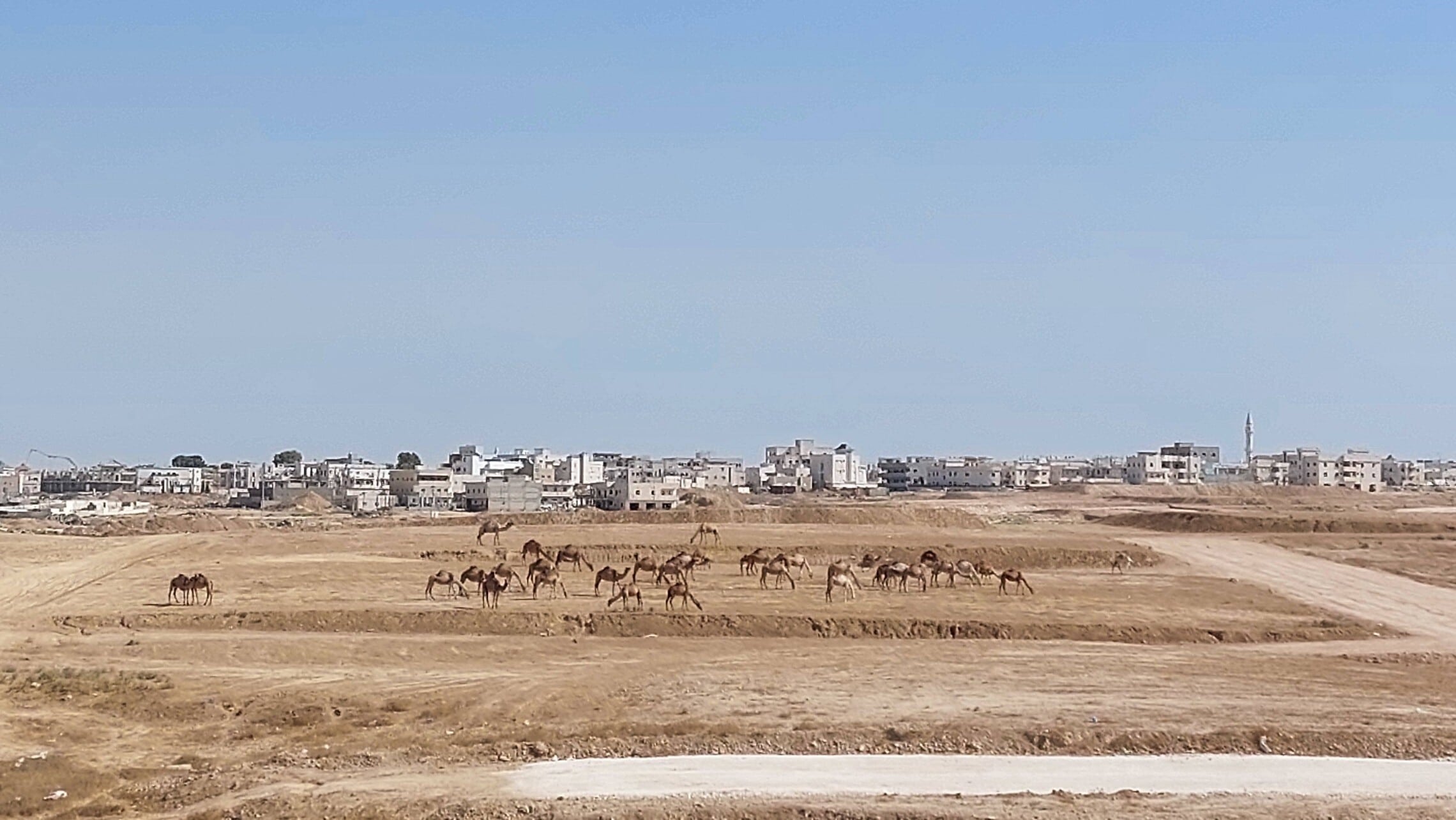 גמלים ליד רהט (צילום: עומר שרביט)
