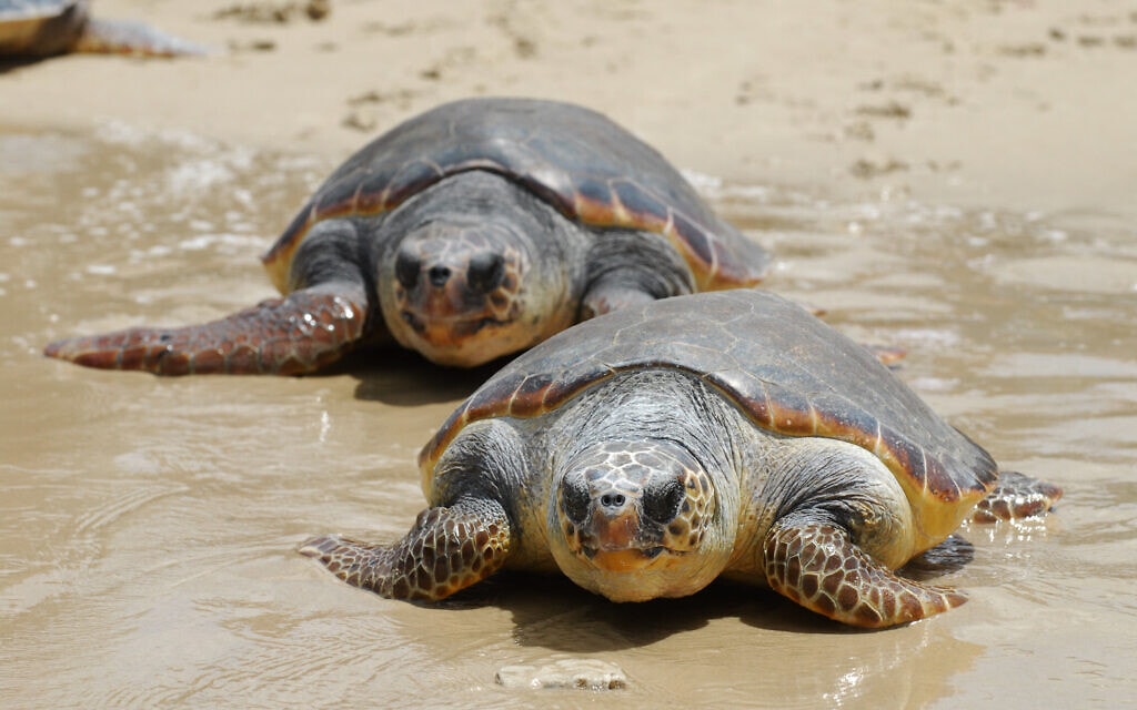צבי ים שעברו שיקום מוחזרים לים בחוף בית ינאי, מאי 2009 (צילום: גילי יערי/בית ינאי)