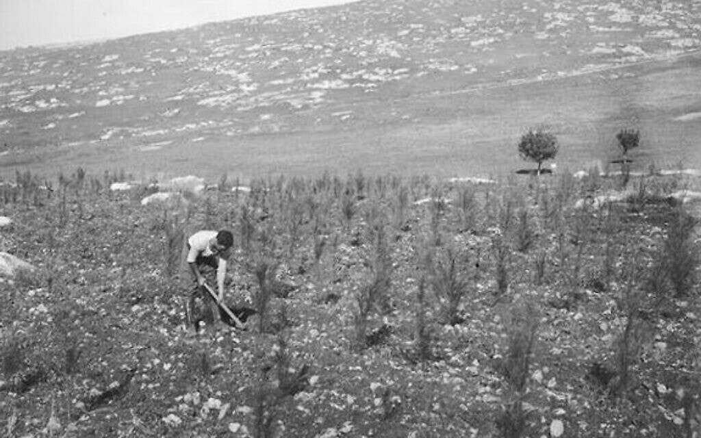 נטיעת עצים בהרי יהודה ב־1930 (צילום: אברהם מלבסקי, ארכיון קק&quot;ל)