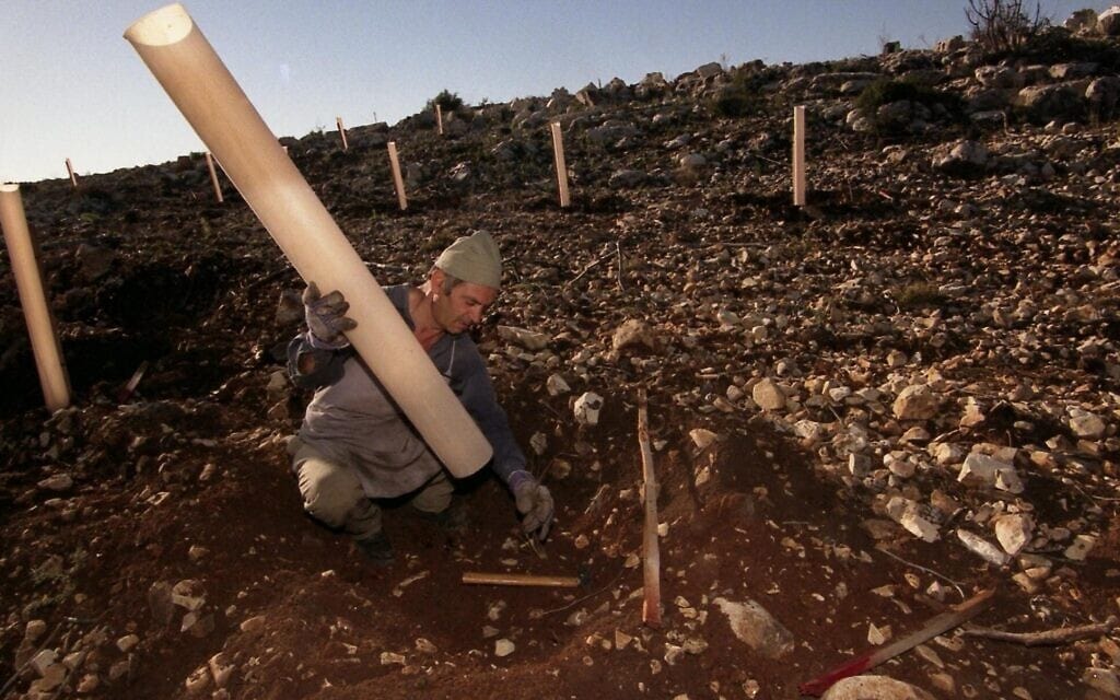 עובד של קק&quot;ל בזמן נטיעה מחודשת בנווה אילן, ליד ירושלים, אחרי שריפת יער גדולה (צילום: ג&#039;ו מלקולם)