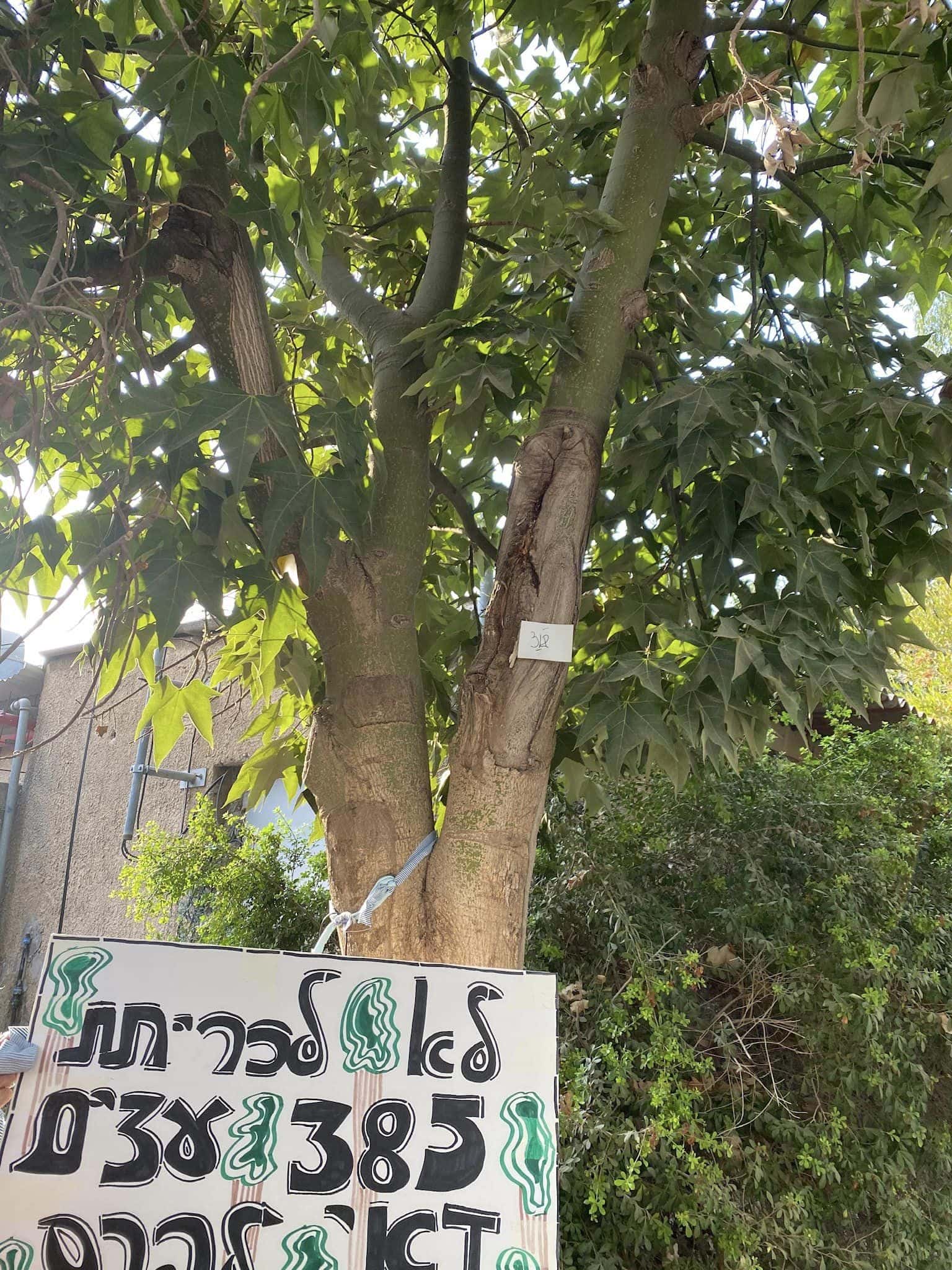 אחד העצים שיועד לכריתה בדרך רופין בתל אביב לטובת שביל אופניים (צילום: מתוך עמוד הפייסבוק של מאיה יעקובס)