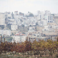מבט על הכרמים של יקב פסגות, 2012 (צילום: Yonatan Sindel/Flash90)