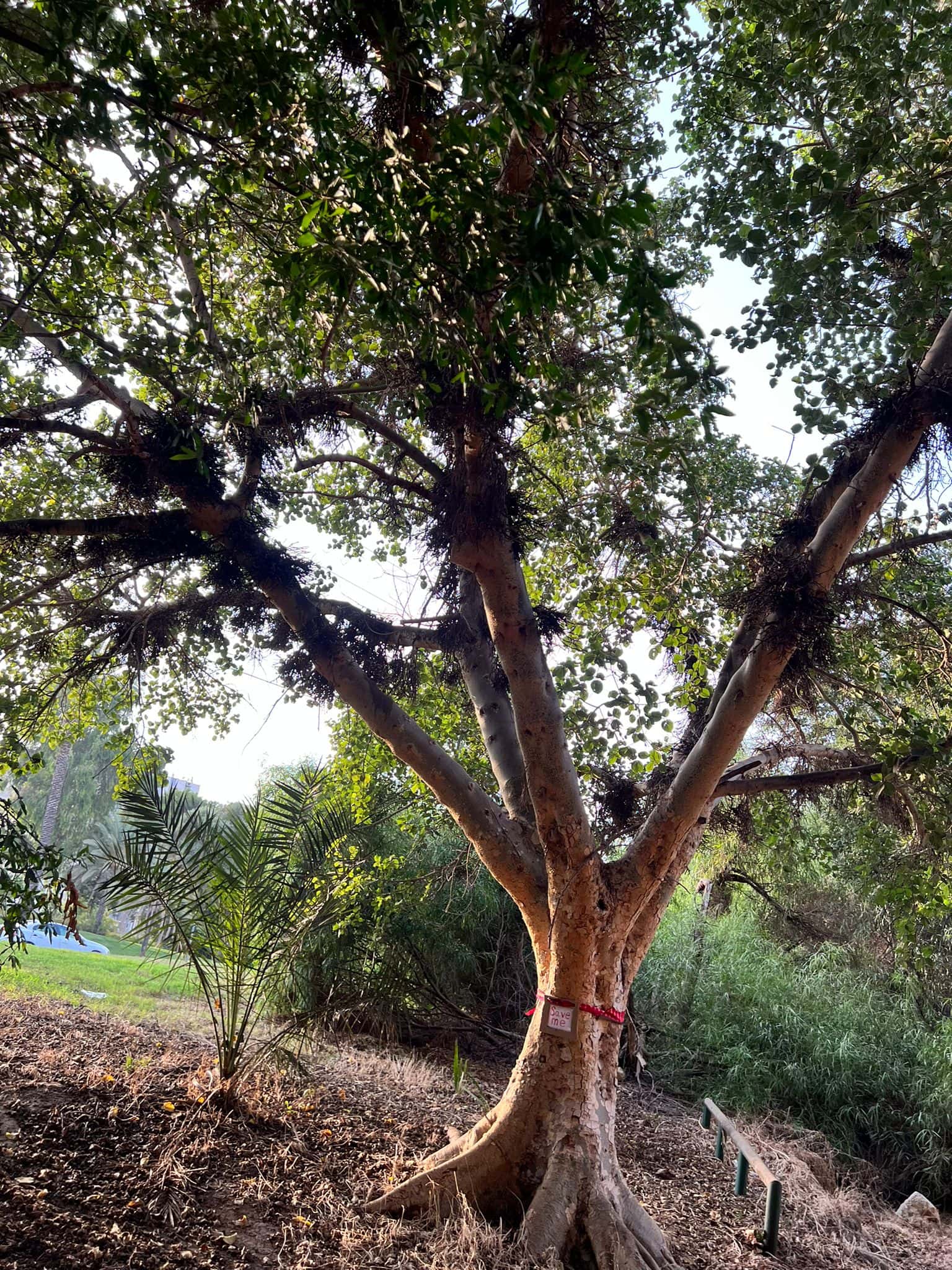אחד העצים שיועד לכריתה בדרך רופין בתל אביב לטובת שביל אופניים (צילום: אסתר קטוביץ&#039;‎)