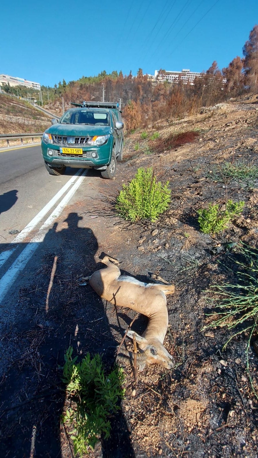 צבי שנדרס בכביש הגישה הזמני למבשרת ציון (צילום: עמיר בלבן, החברה להגנת הטבע)