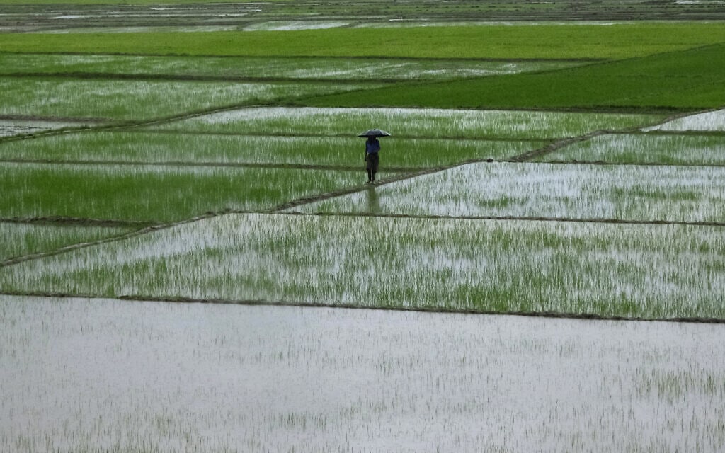 שדות אורז באימפהאל, הודו, 21 ביולי 2021 (צילום: AP Photo/Yirmiyan Arthur)