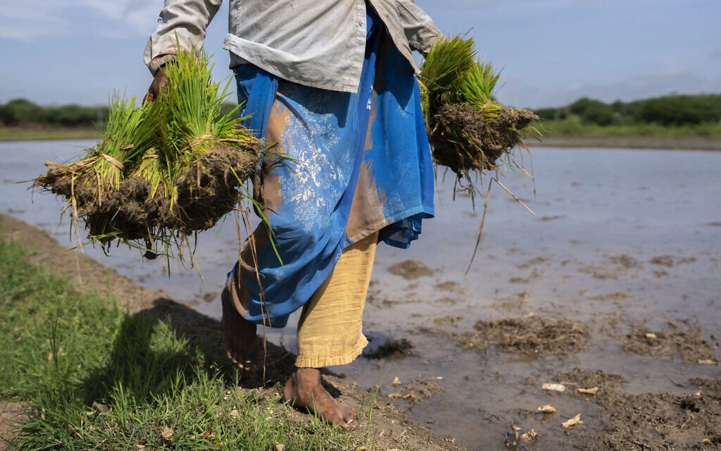 חקלאית קוצרת בשדה אורז בכפר המפפוראם בדרום הודו, 15 בספטמבר 2022 (צילום: AP Photo/Rafiq Maqbool)