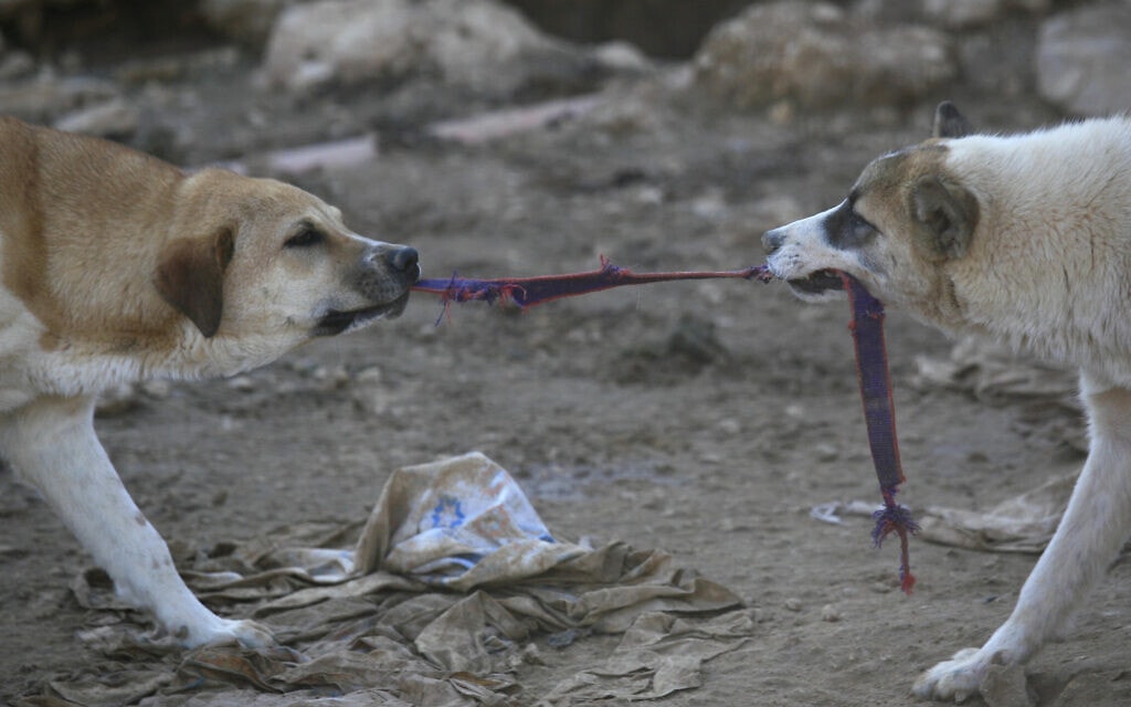 כלבים עזובים בכלבייה בעטרות. אילוסטרציה (צילום: נתי שוחט/פלאש90)
