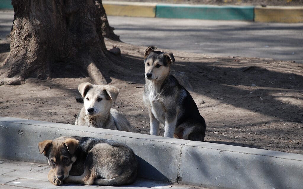כלבים עזובים. אילוסטרציה (צילום: ויקיפדיה)