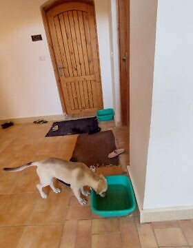 כלב שותה מגיגית בכניסה לחדר באקווה סאן אברהם בסיני. ספטמבר 2022 (צילום: עומר שרביט)
