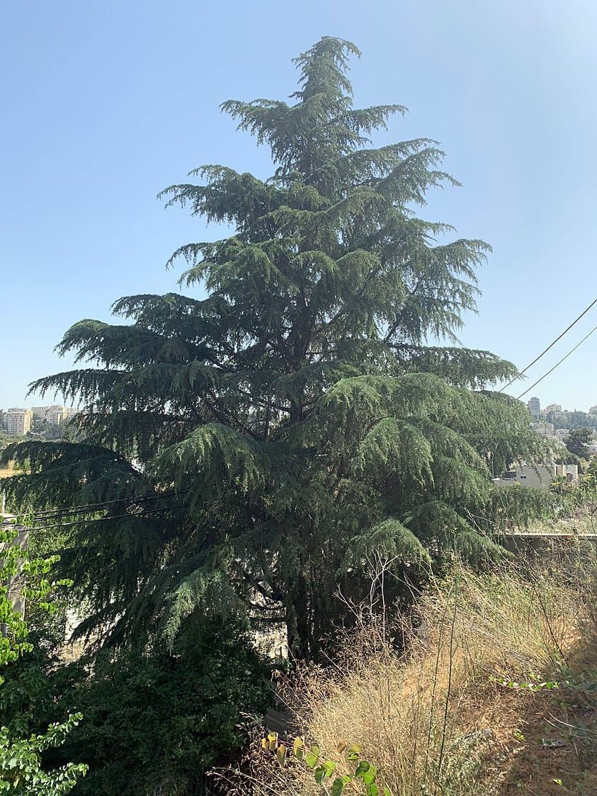 עץ הארז &quot;הכי גבוה בירושלים&quot;, ברחוב סן מרטין (צילום: ננה לייבל)