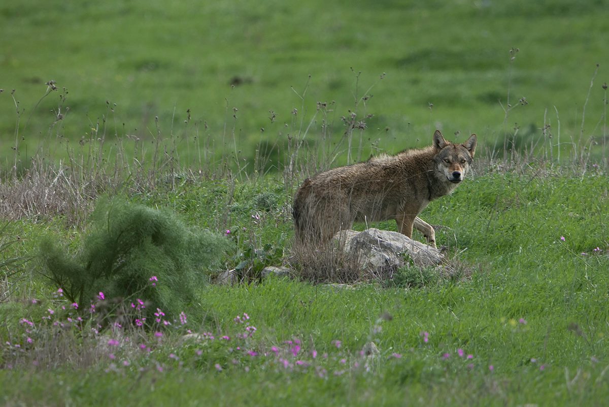 זאב ברמת הגולן (צילום: גלעד גיא)
