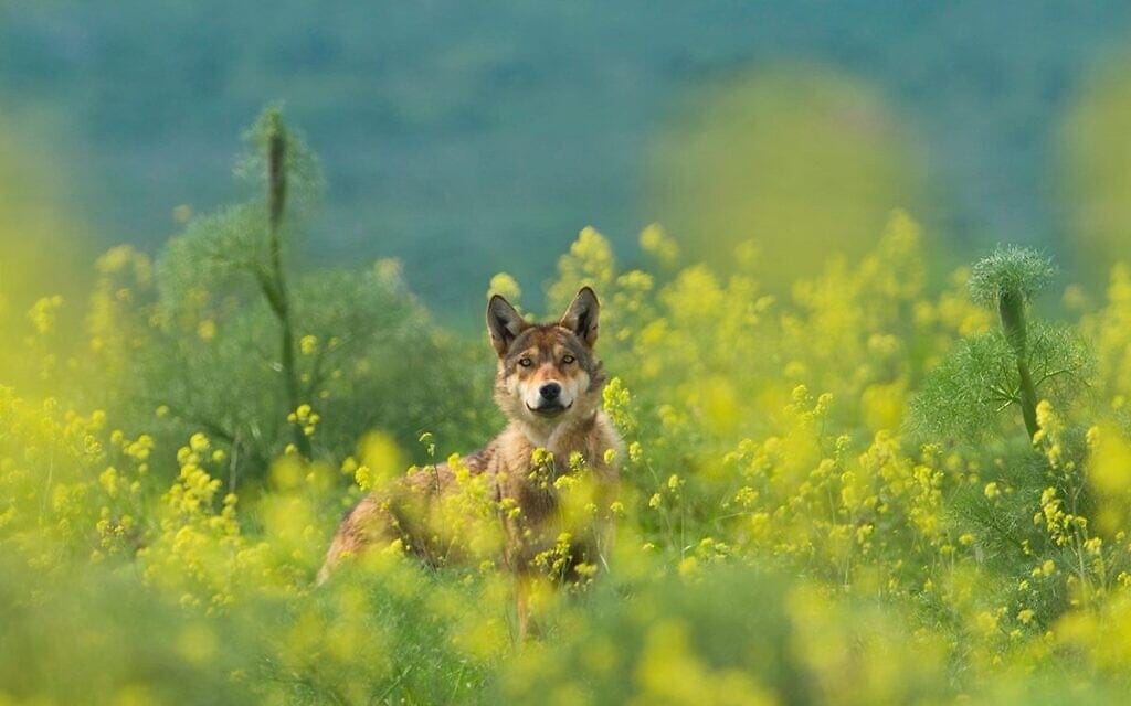זאב בין פרחים ברמת הגולן (צילום: גלעד גיא)
