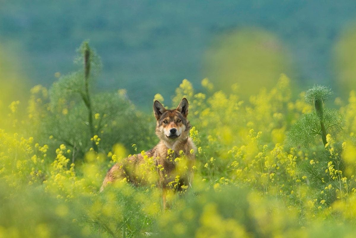 זאב בין פרחים ברמת הגולן (צילום: גלעד גיא)