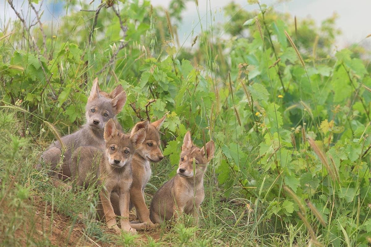 גורי זאבים (צילום: גלעד גיא)