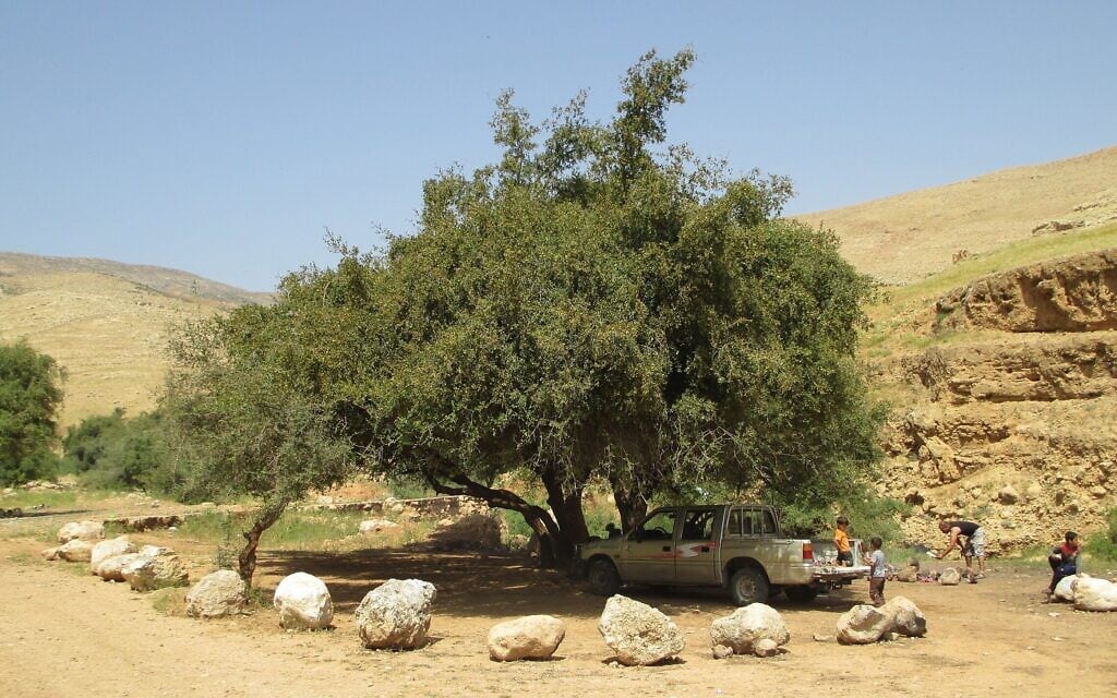 עץ שיזף מצוי בנחל פצאל (צילום: ד&quot;ר אבישי טייכר, ויקיפדיה)