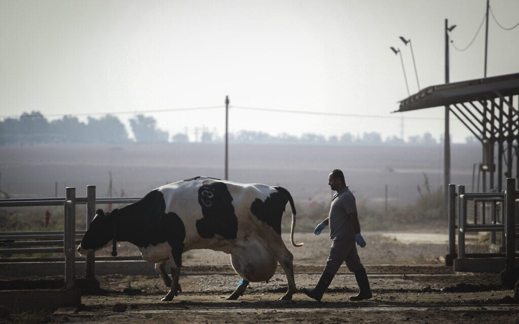 חקלאי ישראלי מוביל פרה לרפת בניר עוז, 20 ביולי 2014 (צילום: Hadas Parush/Flash90)