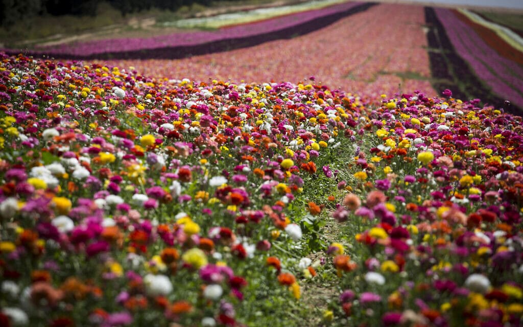 מרבדי פרחים בניר יצחק, 2016