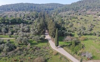 יער קולה בפאתי העיר אלעד (צילום: כאמן עליאן, קק"ל) יער קולה בפאתי העיר אלעד (צילום: כאמן עליאן, קק"ל)