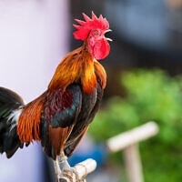 תרנגול, אילוסטרציה (צילום: tongpatong / iStock)
