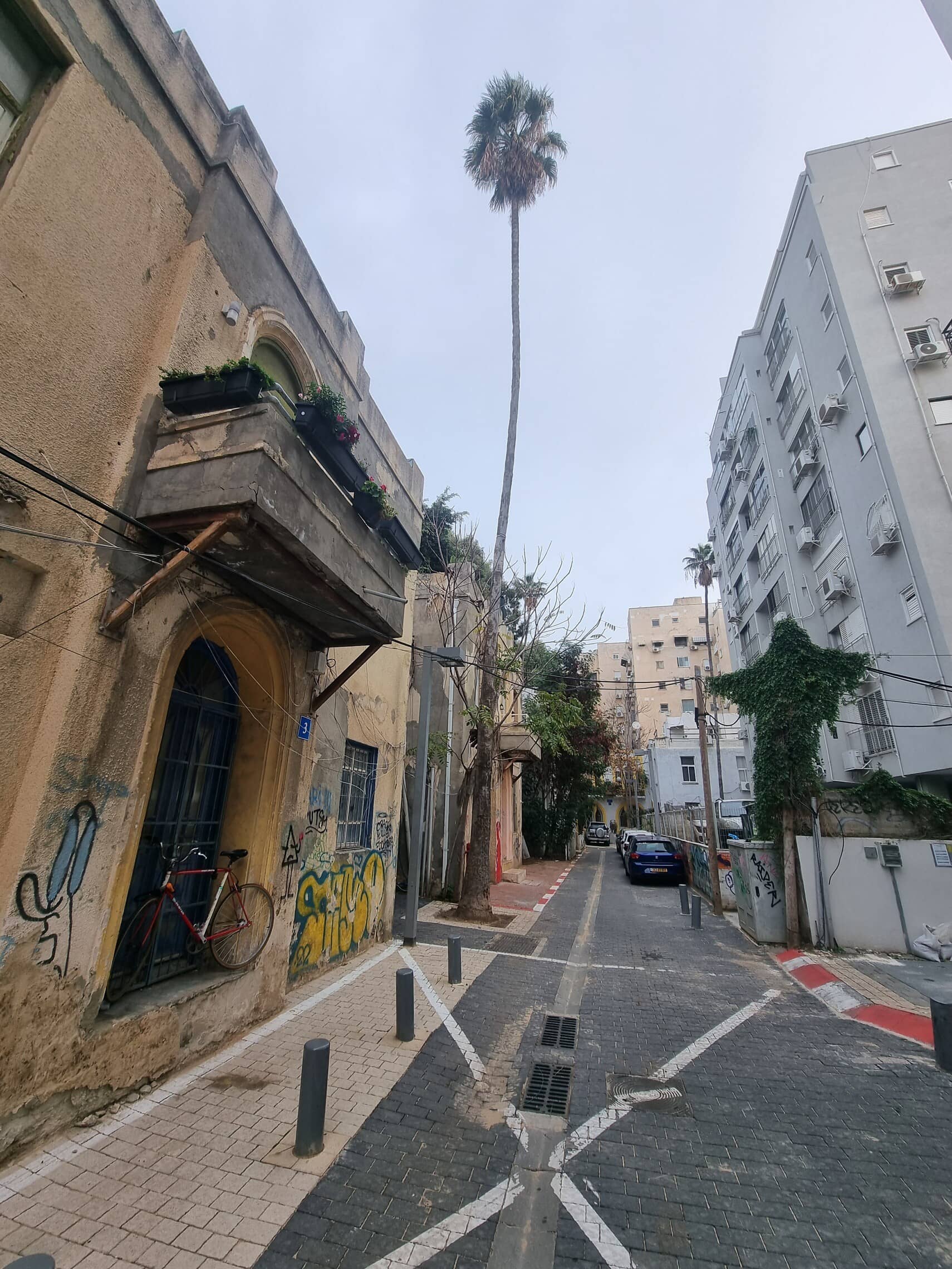 עץ הדקל בסמטרה פלונית בתל אביב, ינואר 2023 (צילום: אביב לביא)