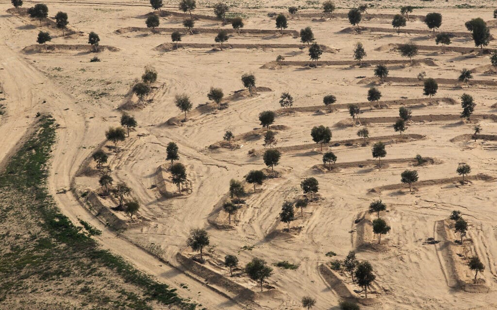 עצים שננטעו בנגב ב-2013. אילוסטרציה (צילום: נתי שוחט/פלאש90)