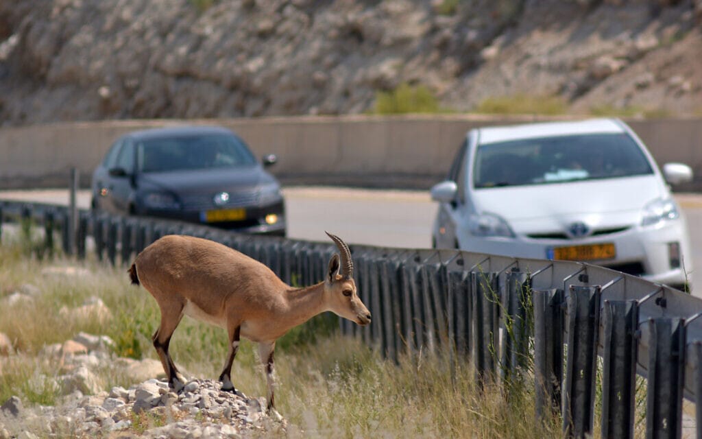 יעל מנסה לחצות כביש ליד ים המלח (צילום: רפאל בן-ארי, iStock)