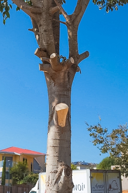 גירדום עצים בנס ציונה (צילום: יניב בן יוחנה)