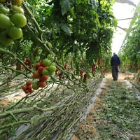 מטע של עגבניות בקדש ברנע. אילוסטרציה (צילום: גילי יערי/פלאש90)