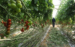 מטע של עגבניות בקדש ברנע. אילוסטרציה (צילום: גילי יערי/פלאש90) מטע של עגבניות בקדש ברנע. אילוסטרציה (צילום: גילי יערי/פלאש90)