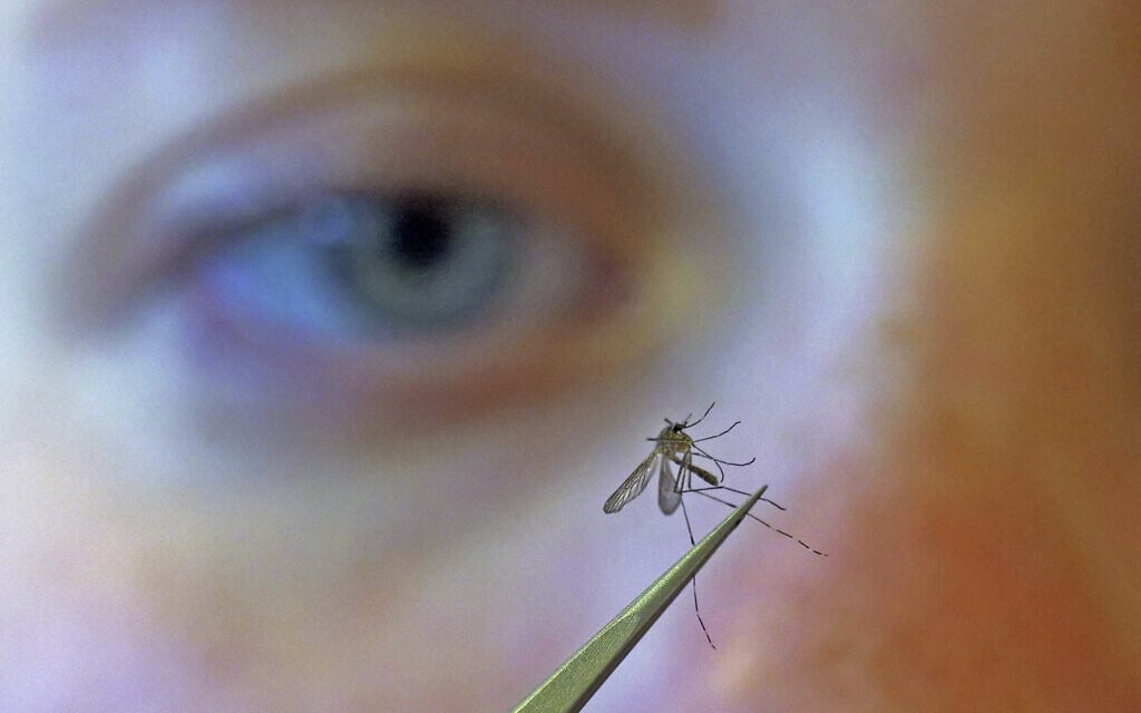 אילוסטרציה: ביולוגית בוחנת יתוש (צילום: AP Photo/Rick Bowmer)