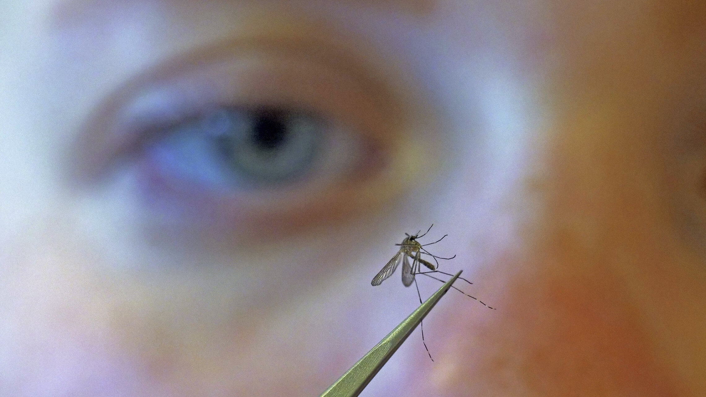 אילוסטרציה: ביולוגית בוחנת יתוש (צילום: AP Photo/Rick Bowmer)