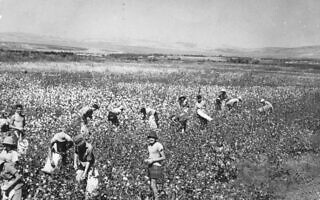 קטיף כותנה בקיבוץ, 1958, אילוסטרציה (צילום: פיקוויקי) קטיף כותנה בקיבוץ, 1958, אילוסטרציה (צילום: פיקוויקי)
